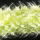 Hair-like structures on a stem of Dendrocnide excelsa.